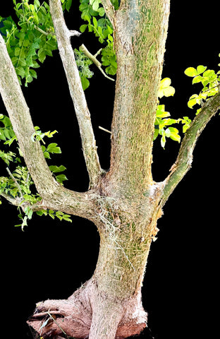 Commiphora sp nova ex Miniatree | Exact HUGE Specimen Mother Tree