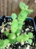 Monadenium ellenbeckii Euphorbia Octopus Arms - Paradise Found Nursery