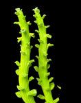 Monadenium ellenbeckii Euphorbia Octopus Arms - Paradise Found Nursery