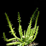 Monadenium ellenbeckii Euphorbia Octopus Arms - Paradise Found Nursery