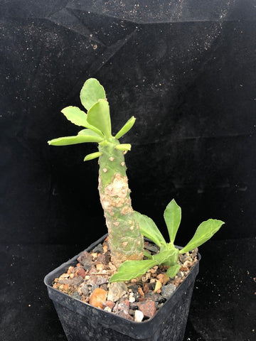 Monadenium lugardii Euphorbia Succulent Shrub - Paradise Found Nursery