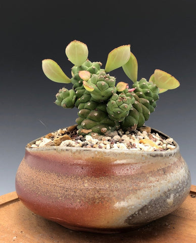 Monadenium ritchiei Euphorbia Dwarf Succulent - Paradise Found Nursery