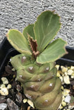 Monadenium ritchiei Euphorbia Dwarf Succulent - Paradise Found Nursery