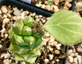 Monadenium ritchiei Variegated Euphorbia Dwarf Clumping Species - Paradise Found Nursery