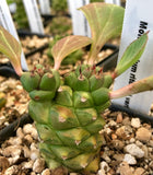 Monadenium ritchiei Variegated Euphorbia Dwarf Clumping Species - Paradise Found Nursery