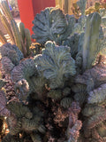 Myrtillocactus geometrizans Crested 4" - Paradise Found Nursery