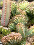 Myrtillocactus geometrizans Crested 4" - Paradise Found Nursery