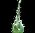 Neoalsomitra podagrica | Sea Urchin Plant | Rare tropical caudex vine plant
