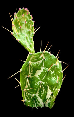 Opuntia ficus-indica 'Tricolor' Variegated Prickly Pear - Paradise Found Nursery