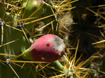 Opuntia stricta | Florida Native Prickly Pear Cactus | Edible Fruit