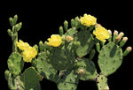 Opuntia stricta | Florida Native Prickly Pear Cactus | Edible Fruit