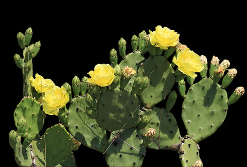 Opuntia stricta | Florida Native Prickly Pear Cactus | Edible Fruit