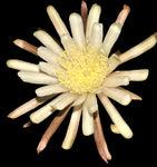 Acanthocereus (Peniocereus) tepalcatepecanus | Caudex Forming Cactus RARE