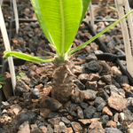 Pachypodium bicolor Seed grown rare Madagascar Palm Caudex Species - Paradise Found Nursery