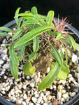 Pachypodium lamerei, multibranched 4" - Paradise Found Nursery