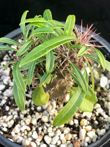 Pachypodium lamerei, multibranched 4" - Paradise Found Nursery
