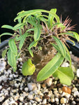 Pachypodium lamerei, multibranched 4" - Paradise Found Nursery