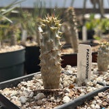 Pachypodium rosulatum Mandritsara 4" pot Rare Madagascar palm - Paradise Found Nursery
