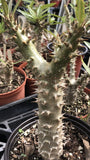Pachypodium rosulatum Mandritsara 4" pot Rare Madagascar palm - Paradise Found Nursery