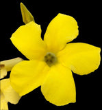 Pachypodium rosulatum Mandritsara 4" pot Rare Madagascar palm - Paradise Found Nursery