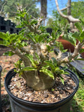 Pachypodium saundersii 4" pots Madagascar Palm Caudex Type - Paradise Found Nursery