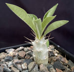 Pachypodium saundersii 4" pots Madagascar Palm Caudex Type - Paradise Found Nursery