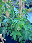 Passiflora incarnata | Passionfruit Vine | Florida Native Pollinator & Edible Fruit - Paradise Found Nursery