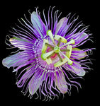 Passiflora incarnata | Passionfruit Vine | Florida Native Pollinator & Edible Fruit - Paradise Found Nursery