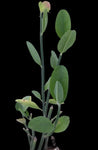 Pedilanthus bracteatus Devils Walking Stick Lady Slipper Flower 1 gallon - Paradise Found Nursery