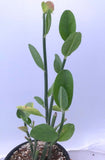 Pedilanthus bracteatus Devils Walking Stick Lady Slipper Flower 1 gallon - Paradise Found Nursery