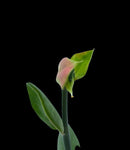 Pedilanthus bracteatus Devils Walking Stick Lady Slipper Flower 1 gallon - Paradise Found Nursery