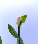 Pedilanthus bracteatus Devils Walking Stick Lady Slipper Flower 1 gallon - Paradise Found Nursery