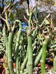 Pedilanthus macrocarpus monstrose 4” Devils Walking Stick