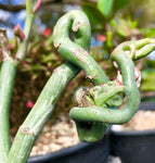 Pedilanthus macrocarpus monstrose 4” Devils Walking Stick