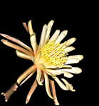 Acanthocereus (Peniocereus) tepalcatepecanus | Caudex Forming Cactus RARE