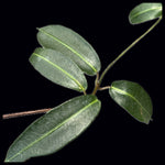 Petopentia natalensis Vining Milkweed Caudex Plant - Propellor Vine - Paradise Found Nursery