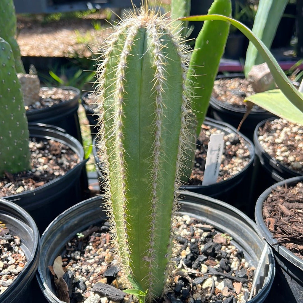 Pilosocereus azureus Large Size Blue Torch Cactus – Paradise Found Nursery