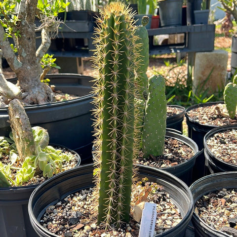 Pilosocereus curtisii Large Size Jamaican Caribbean Cactus RARE - Paradise Found Nursery