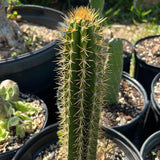 Pilosocereus curtisii Large Size Jamaican Caribbean Cactus RARE - Paradise Found Nursery