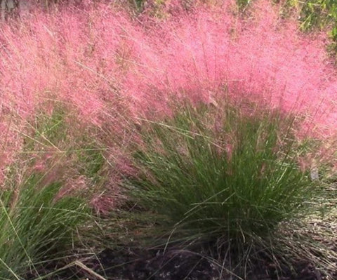 Purple Muhly grass | Florida Native Grass | Muhlenbergia capillaris