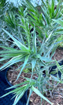 Pityopsis graminifolia | Silk Grass | Florida Native Scrub Wildflower - Paradise Found Nursery