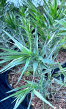 Pityopsis graminifolia | Silk Grass | Florida Native Scrub Wildflower - Paradise Found Nursery