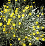 Pityopsis graminifolia | Silk Grass | Florida Native Scrub Wildflower - Paradise Found Nursery
