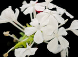 Plumbago zeylanica | White Florida Native Plumbago | Flowering Landscape Shrub - Paradise Found Nursery
