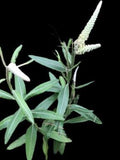 Florida Blackroot | Pterocaulon pychnostachyum | Florida Native Wildflower