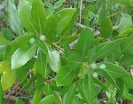 Red Bay Tree Persea borbonia Florida Native Tree