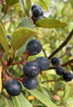Red Bay Tree Persea borbonia Florida Native Tree