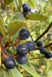 Red Bay Tree Persea borbonia Florida Native Tree