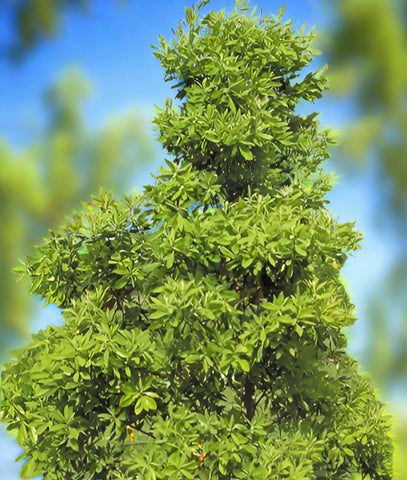 Red Bay Tree Persea borbonia Florida Native Tree