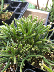 Rhipsalis cereuscula 3" Epiphytic jungle Cactus - Paradise Found Nursery